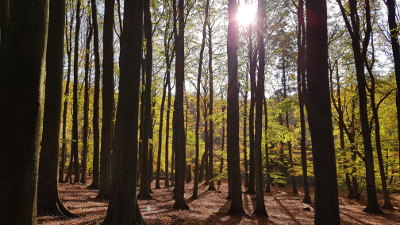 Foto Buchenwald auf Jasmund