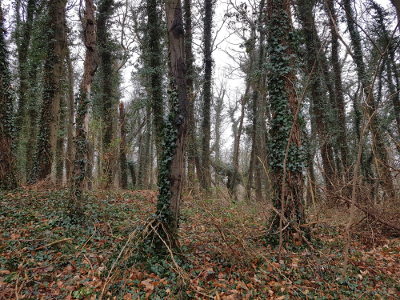 Wald auf dem Steckelsberg