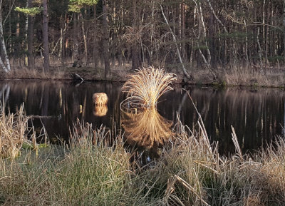 im Ribnitzer Großen Moor