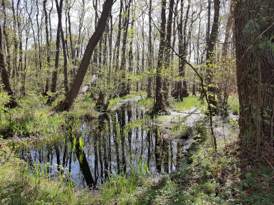 im Ribnitzer Großen Moor