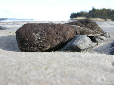 im Ribnitzer Großen Moor