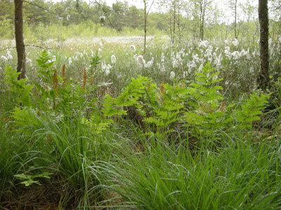 im Ribnitzer Großen Moor