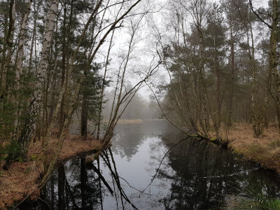 im Ribnitzer Großen Moor