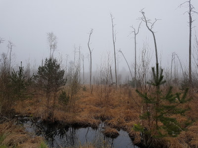 im Ribnitzer Großen Moor