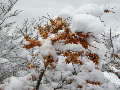 Sanddornbeeren im Schnee